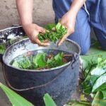 Preparación tradicional del Yagé