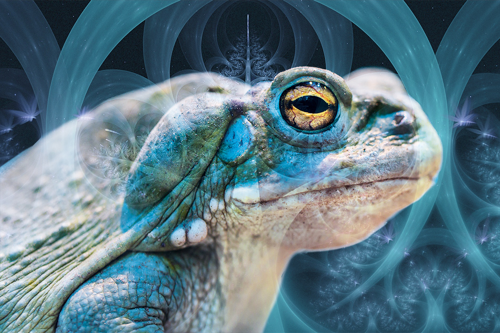Bufo Alvarius y 5-MeO-DMT: Un camino hacia la sostenibilidad