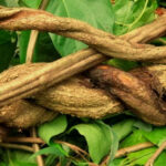 Ayahuasca