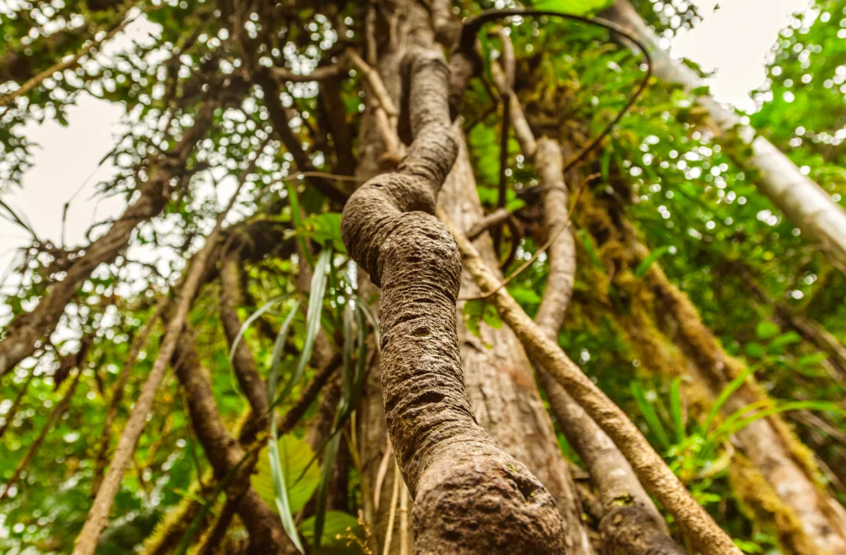 Liana de ayahuasca ascendiendo por un árbol en la selva